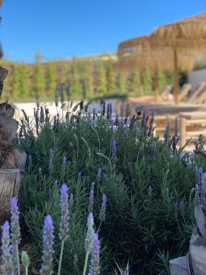 The Olive Boutique Suites & Spa كالا يونغا المظهر الخارجي الصورة